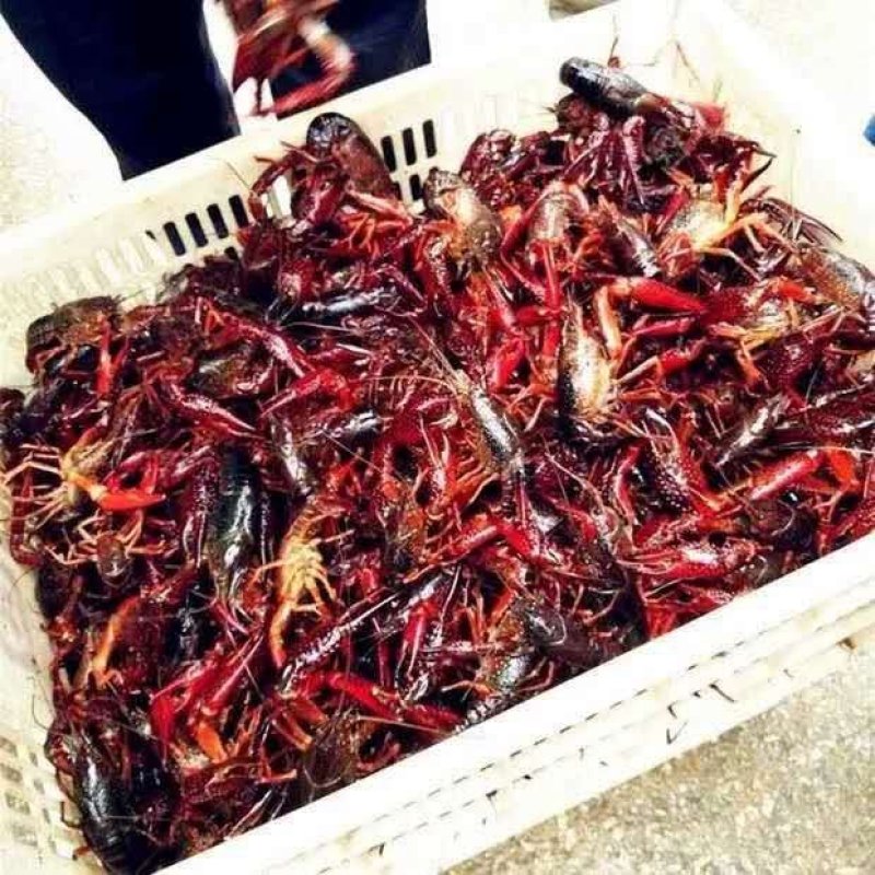 盱眙淡水小龙虾，下单捕捞