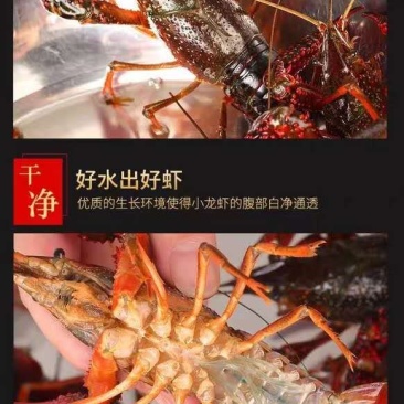 盱眙淡水小龙虾，下单捕捞