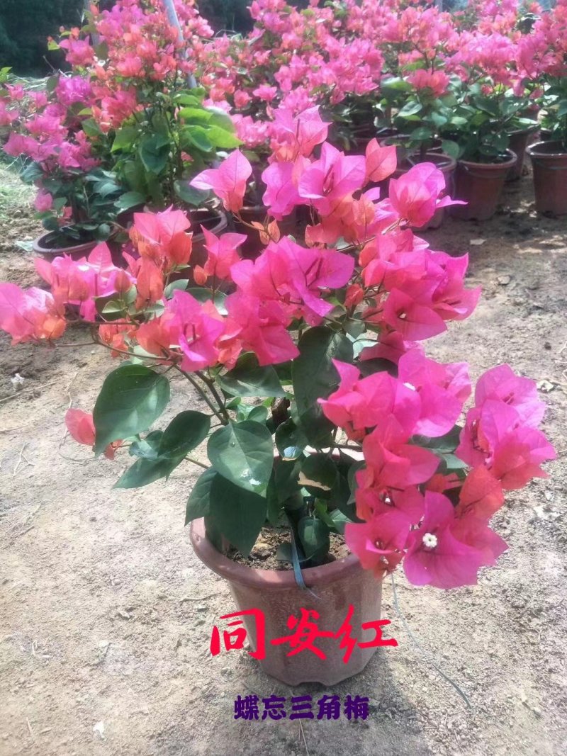 水红大红紫色红樱绿樱蛋黄桑巴画报绿化用苗盆苗