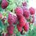 双季红树莓苗盆栽地载南北方新品蓝莓苗搭配种植覆盆子树梅果