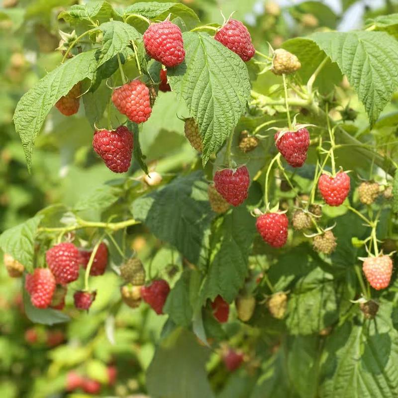 双季红树莓苗盆栽地载南北方新品蓝莓苗搭配种植覆盆子树梅果