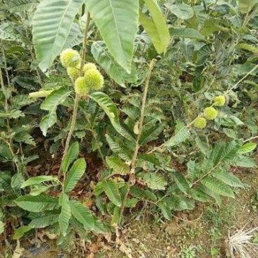 板栗苗（全国各地，均可种植，好养易活）
