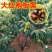 板栗苗（全国各地，均可种植，好养易活）