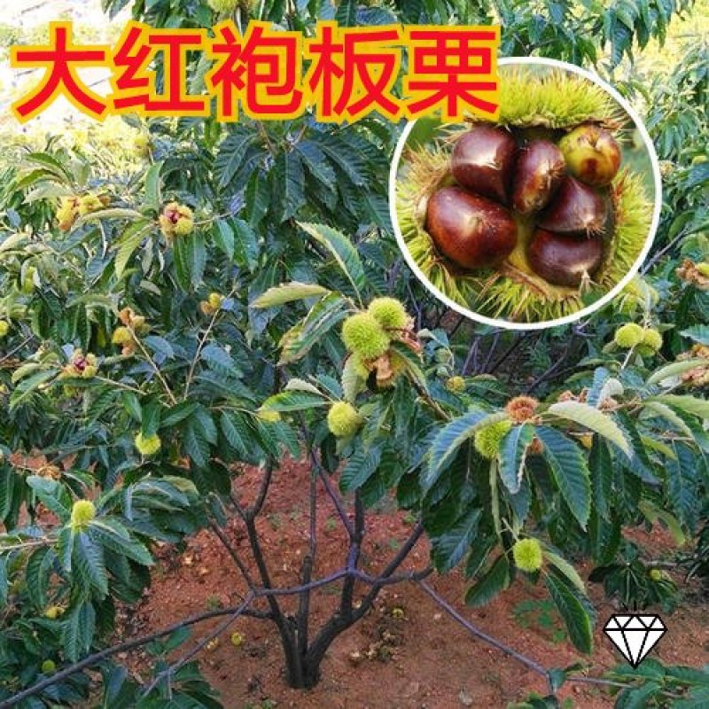 板栗苗（全国各地，均可种植，好养易活）