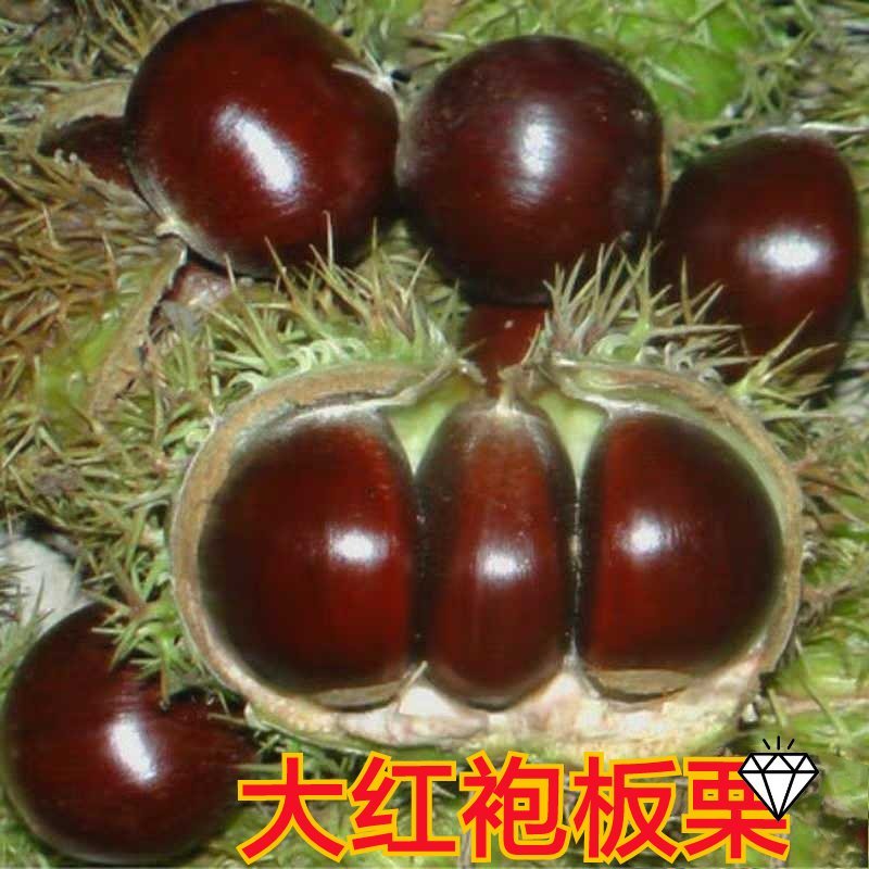 板栗苗（全国各地，均可种植，好养易活）
