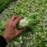 生菜，鸡毛菜；小青菜；菜心；杭白菜；
