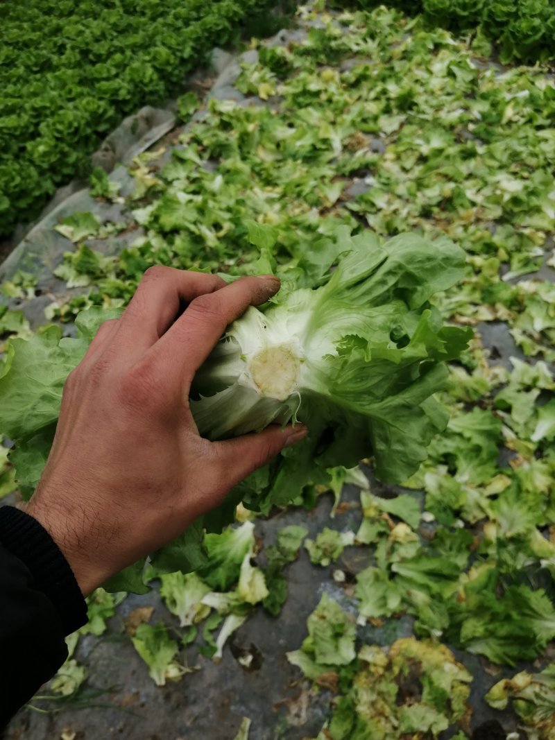 生菜，鸡毛菜；小青菜；菜心；杭白菜；