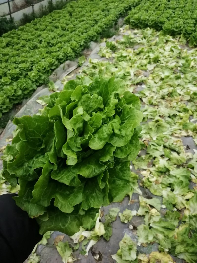 生菜，鸡毛菜；小青菜；菜心；杭白菜；