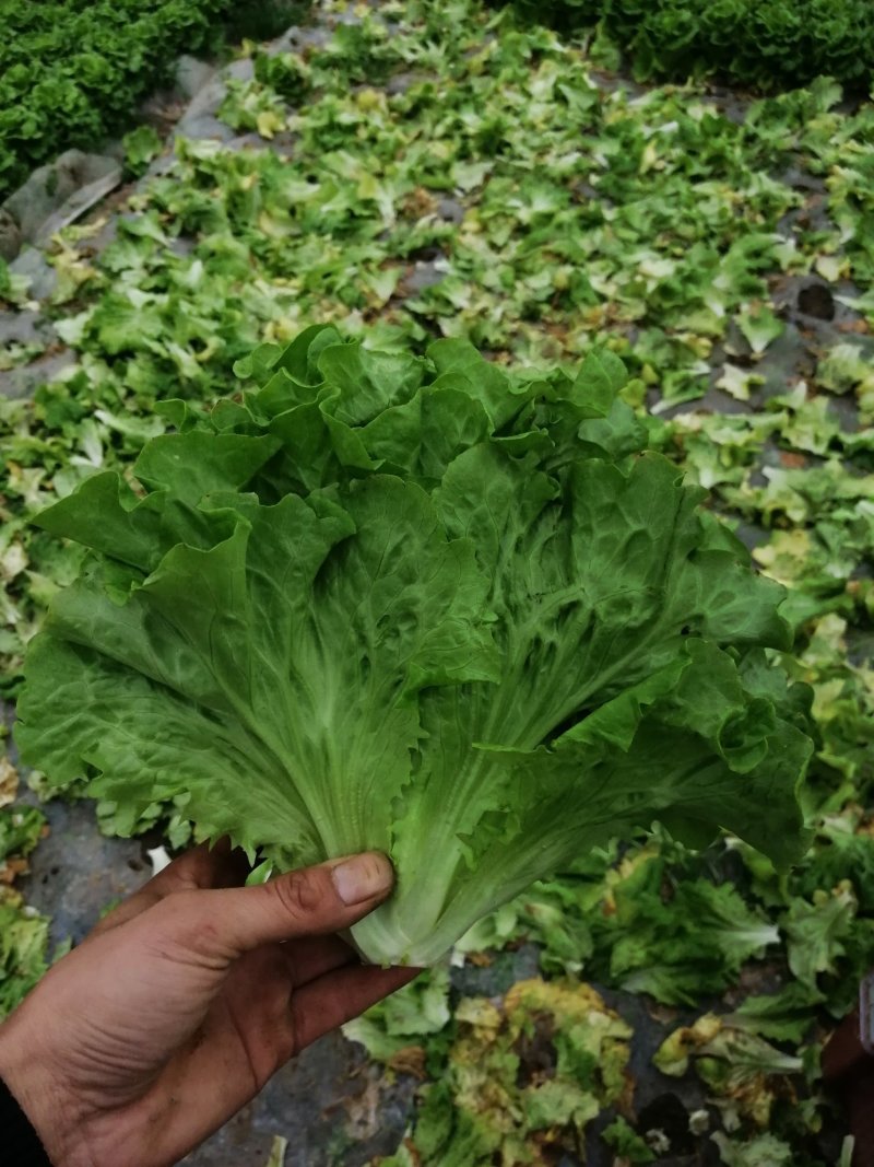 生菜，鸡毛菜；小青菜；菜心；杭白菜；