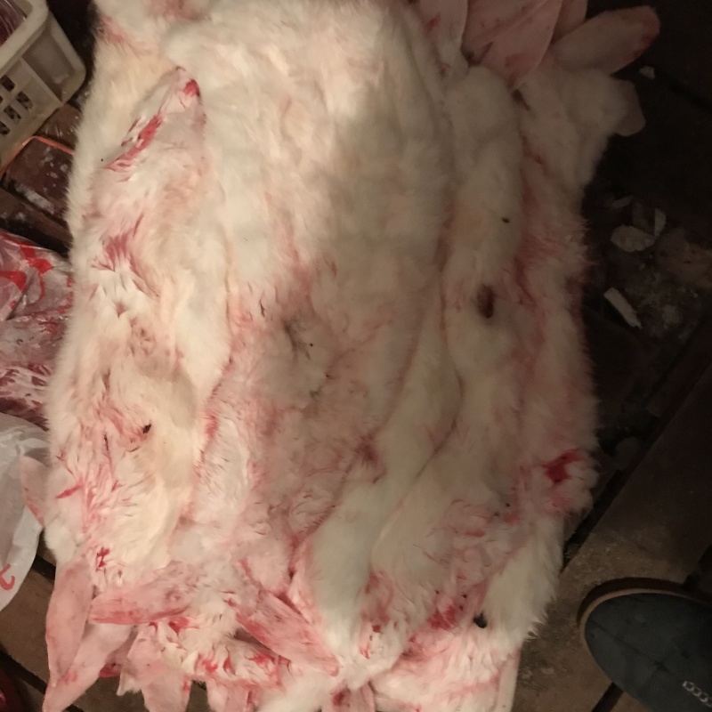 热卖】本公司常年供应长毛兔，肉兔皮张，量大优惠物美价廉
