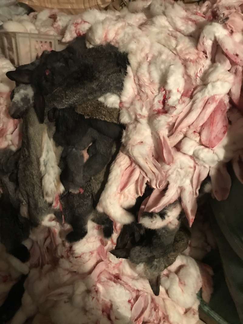 热卖】本公司常年供应长毛兔，肉兔皮张，量大优惠物美价廉