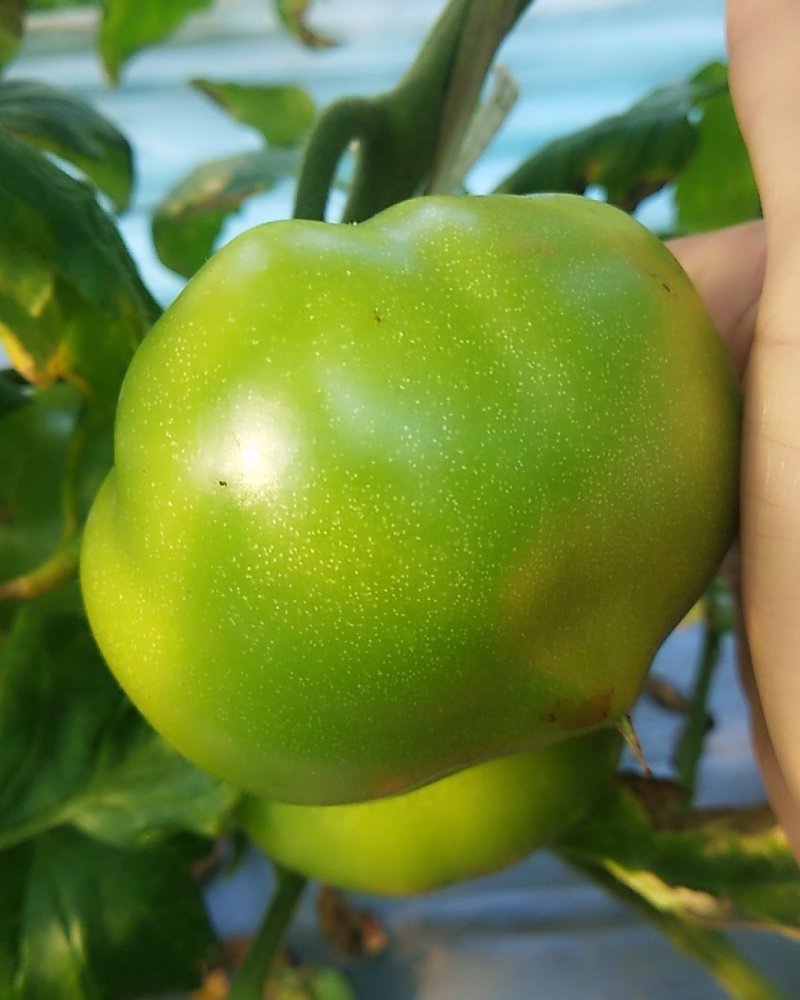 西红柿大红菜果口感番茄重庆热卖品口红水果番茄