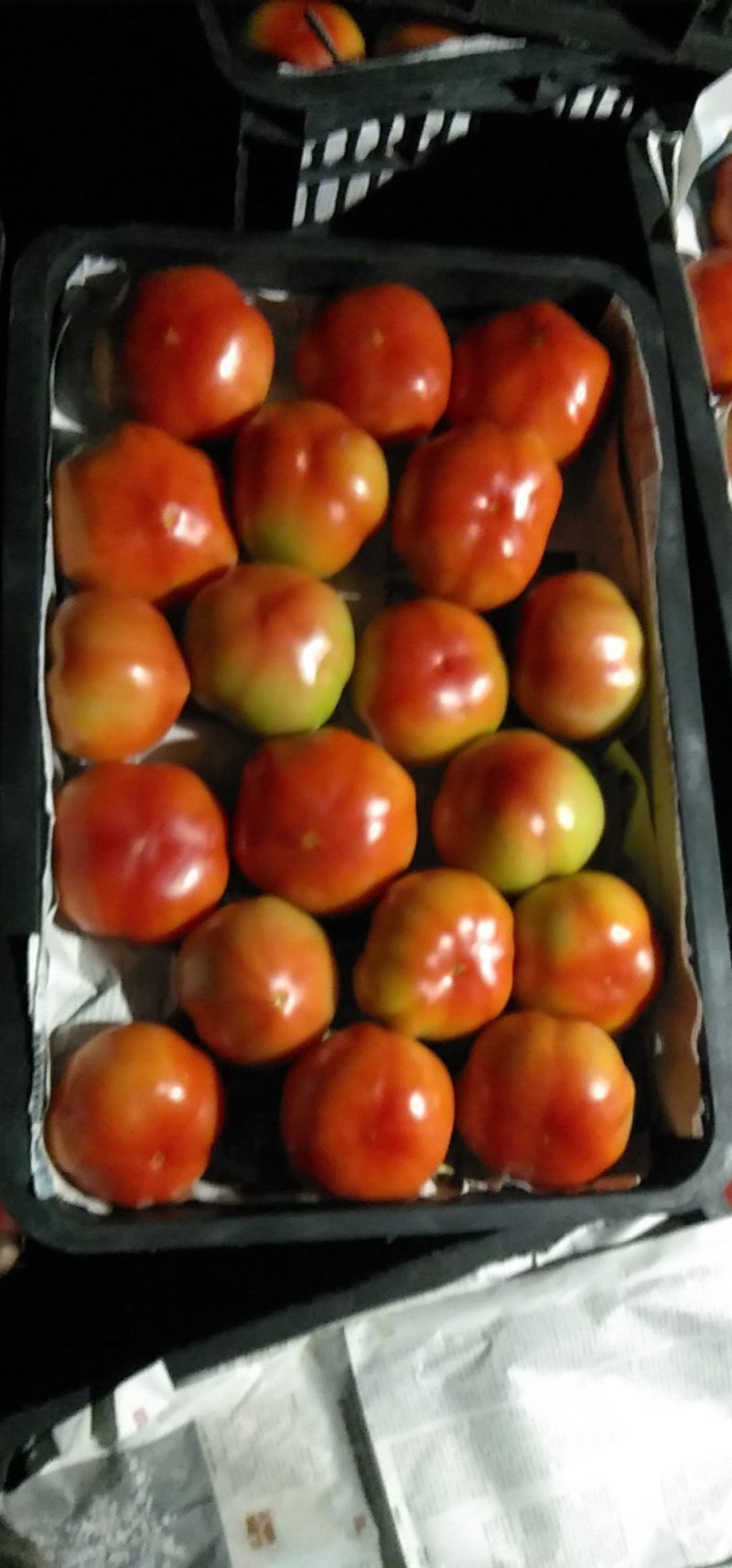 西红柿大红菜果口感番茄重庆热卖品口红水果番茄