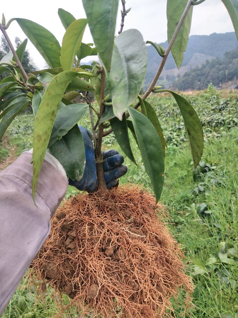 布福娜、黑老虎三年苗，根系发达现挖现发
