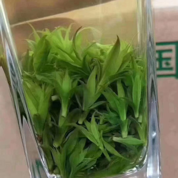 苦丁茶-青山绿水总是情。。。