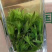 苦丁茶-青山绿水总是情。。。