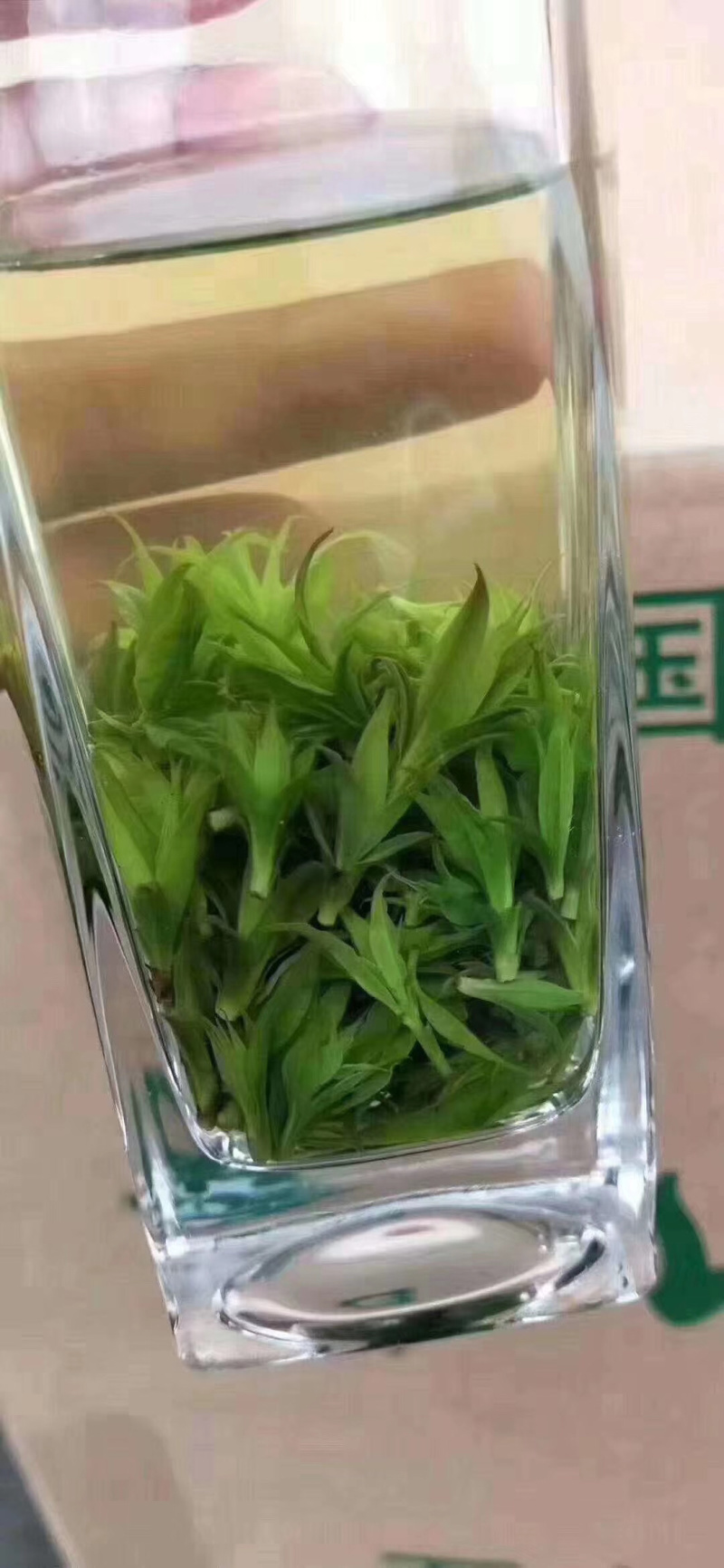 苦丁茶-青山绿水总是情。。。