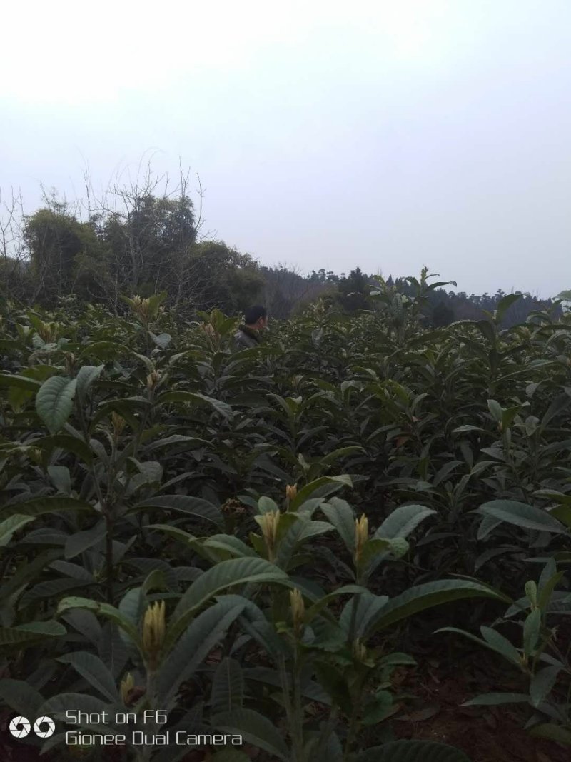 枇芭苗，大金星，白沙等各种水果苗木