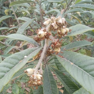 枇芭苗，大金星，白沙等各种水果苗木