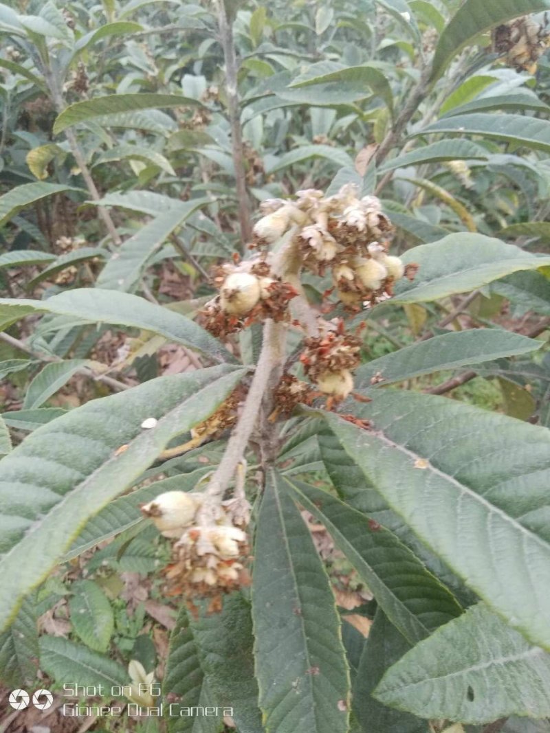 枇芭苗，大金星，白沙等各种水果苗木