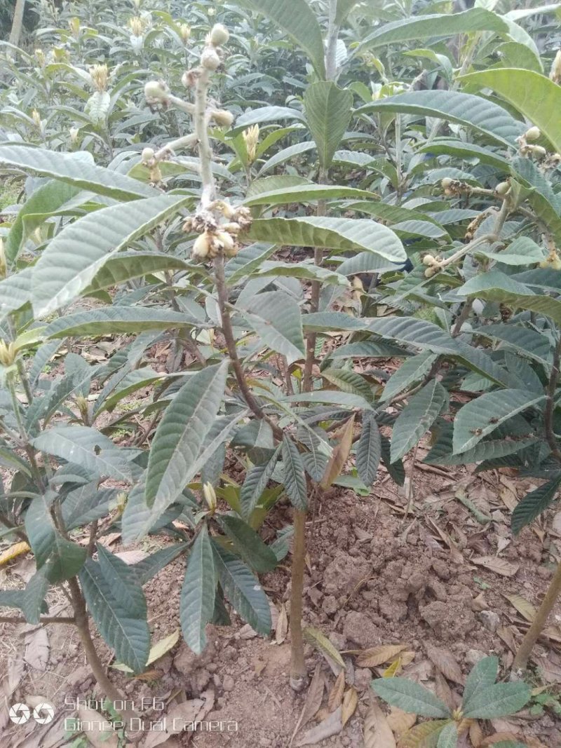 枇芭苗，大金星，白沙等各种水果苗木