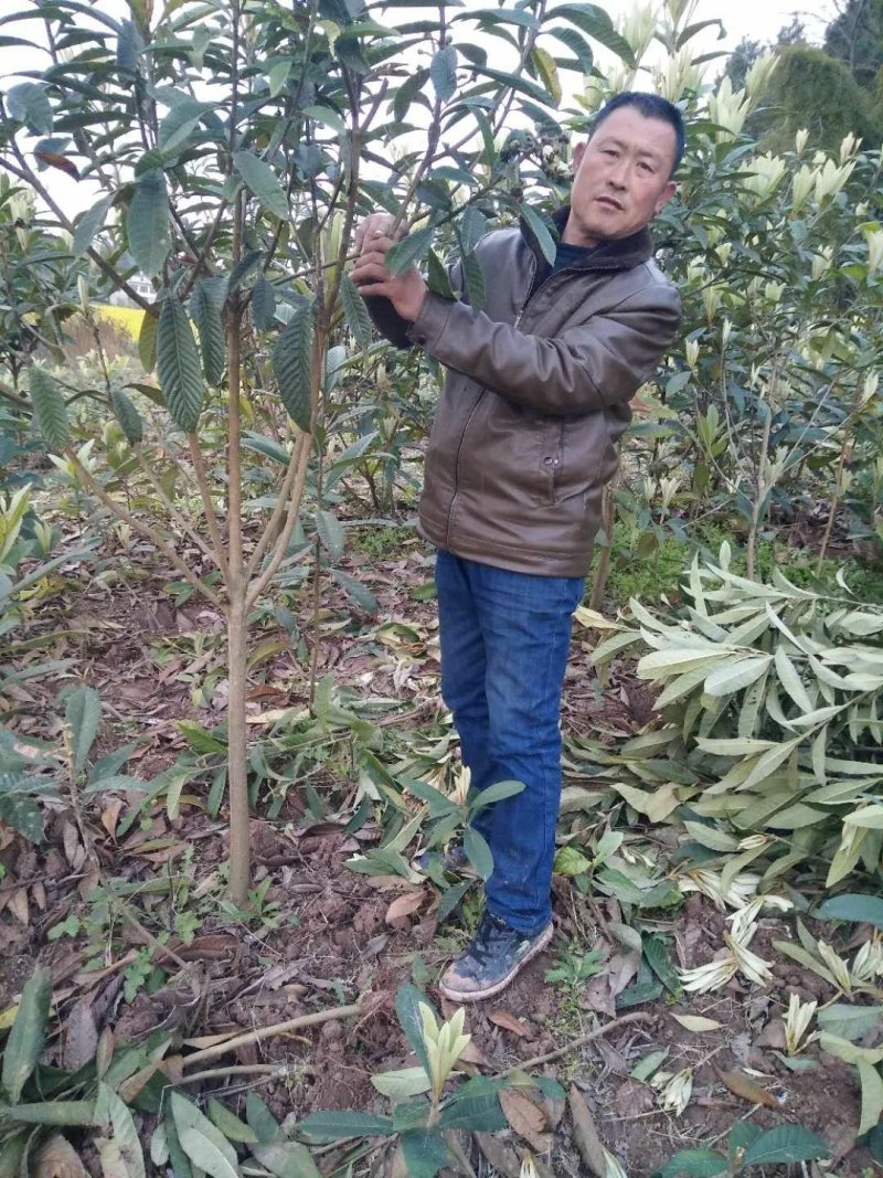 枇芭苗，大金星，白沙等各种水果苗木