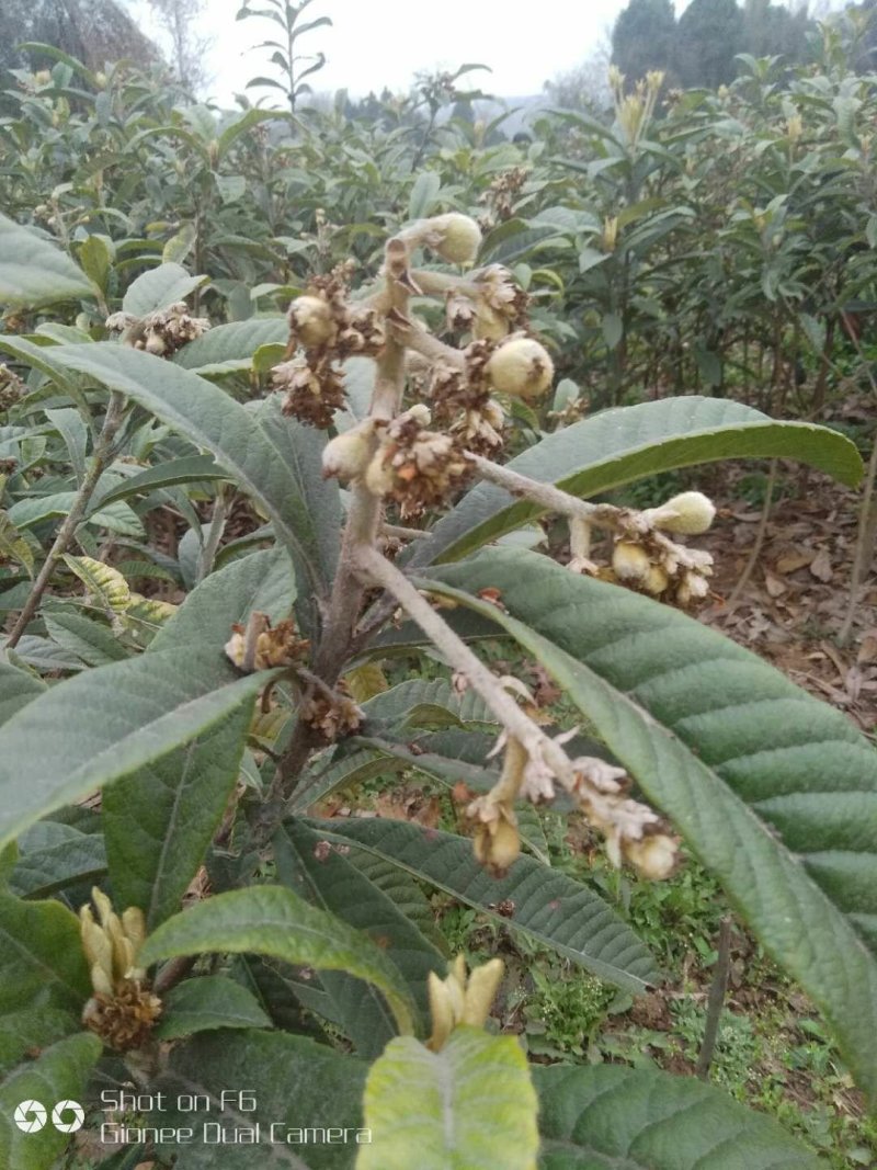 枇芭苗，大金星，白沙等各种水果苗木