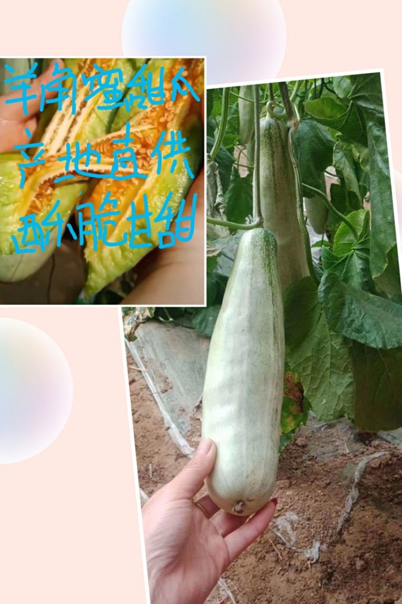 山东甜瓜羊角蜜甜瓜潍坊甜瓜现摘现发基地直发价格优