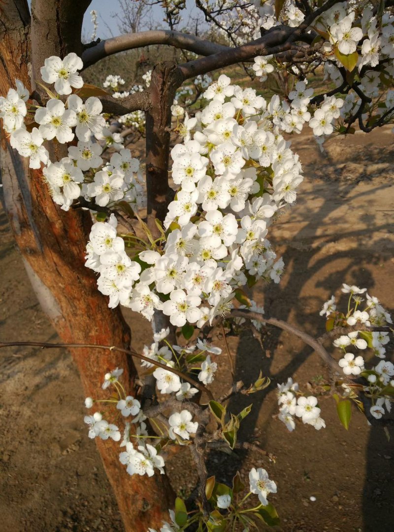红香酥梨