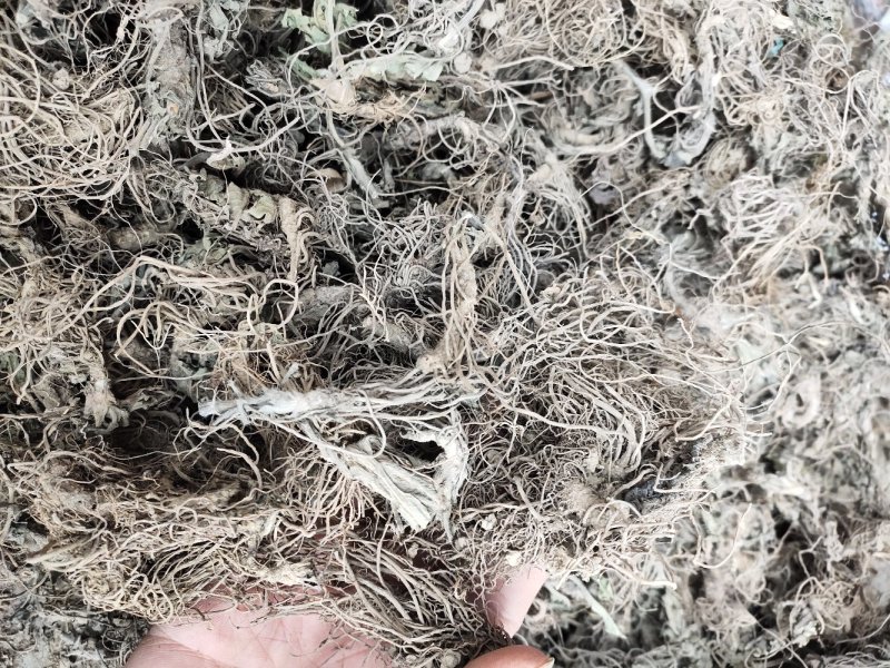 野生地胆头草鞋根地斩头煲汤料，统货