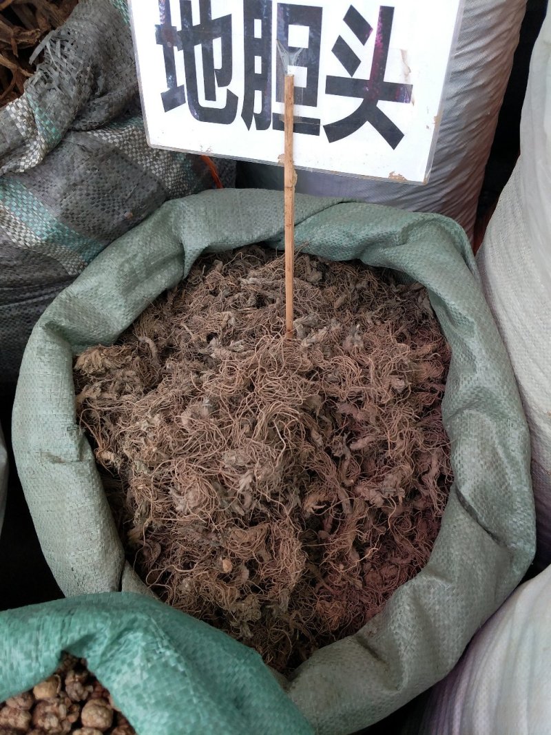 野生地胆头草鞋根地斩头煲汤料，统货