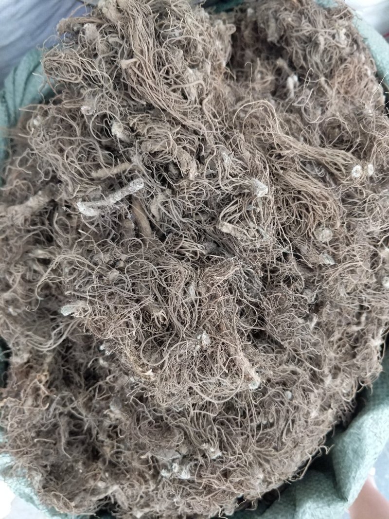 野生地胆头草鞋根地斩头煲汤料，统货