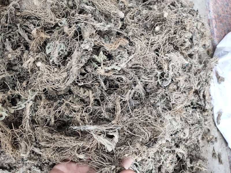 野生地胆头草鞋根地斩头煲汤料，统货