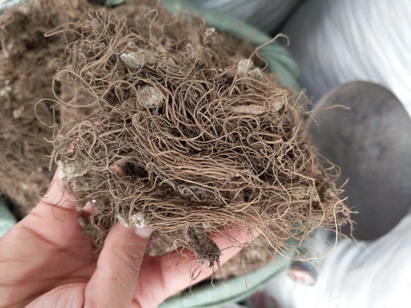 野生地胆头草鞋根地斩头煲汤料，统货