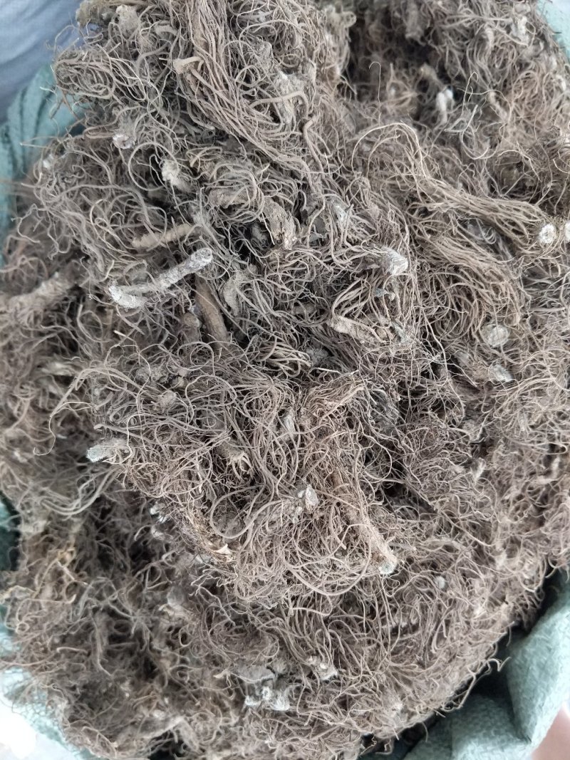 野生地胆头草鞋根地斩头煲汤料，统货