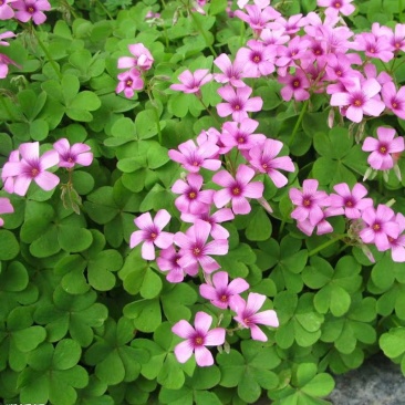 红花炸酱草基地直借款常年直销量欢迎进店咨询