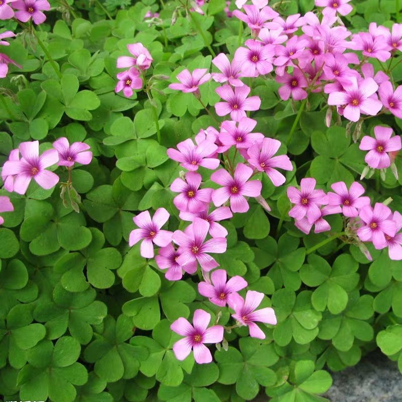 红花炸酱草基地直借款常年直销量欢迎进店咨询