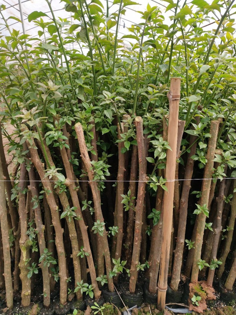 三角梅基质小苗红色紫色粉色黄色多色新品种基质小苗带土发货