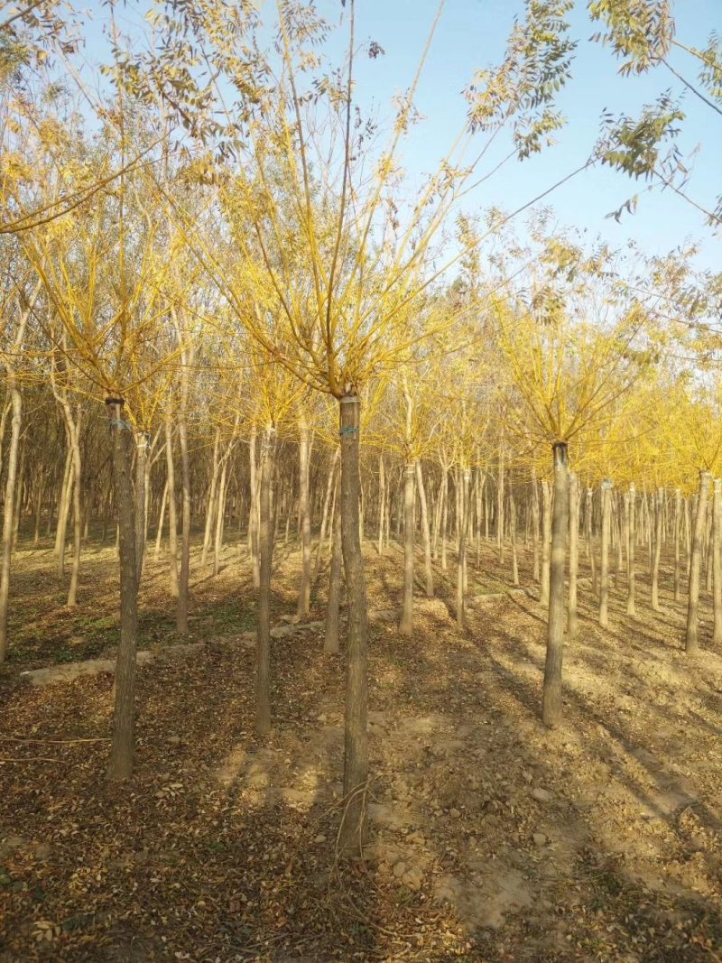 白蜡：根系发达质量有保证价格合理可以实地考察支持线上