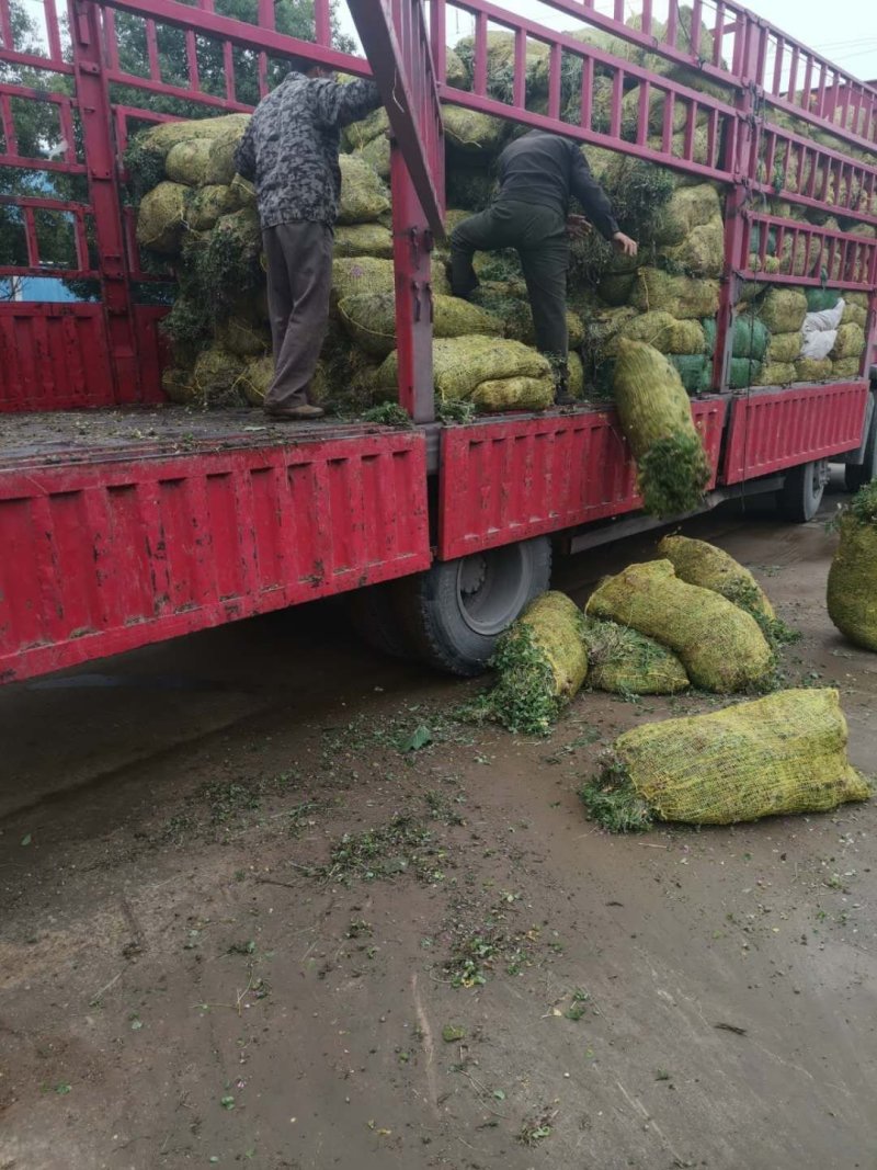 红花炸酱草基地直借款常年直销量欢迎进店咨询