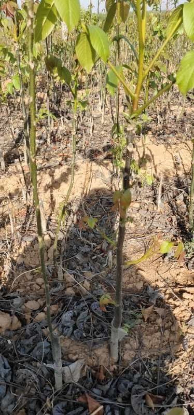 香玲核桃苗100~150cm1~2年