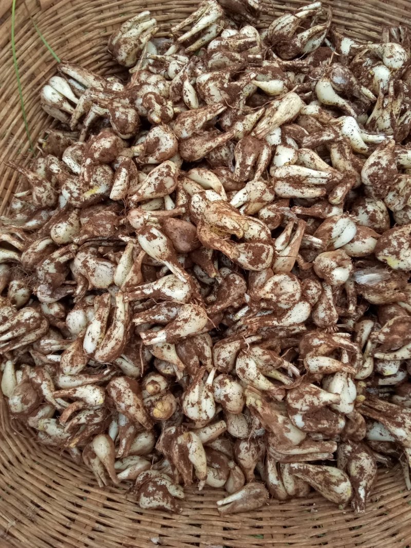 云南红河开远珍珠藠头即将成熟上市，按需分捡，全国发货，