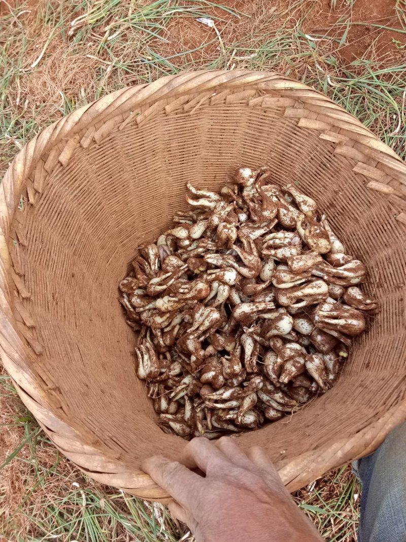 云南红河开远珍珠藠头即将成熟上市，按需分捡，全国发货，