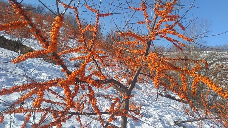 沙棘果树苗，深秋红沙棘果树苗，大果沙棘果苗