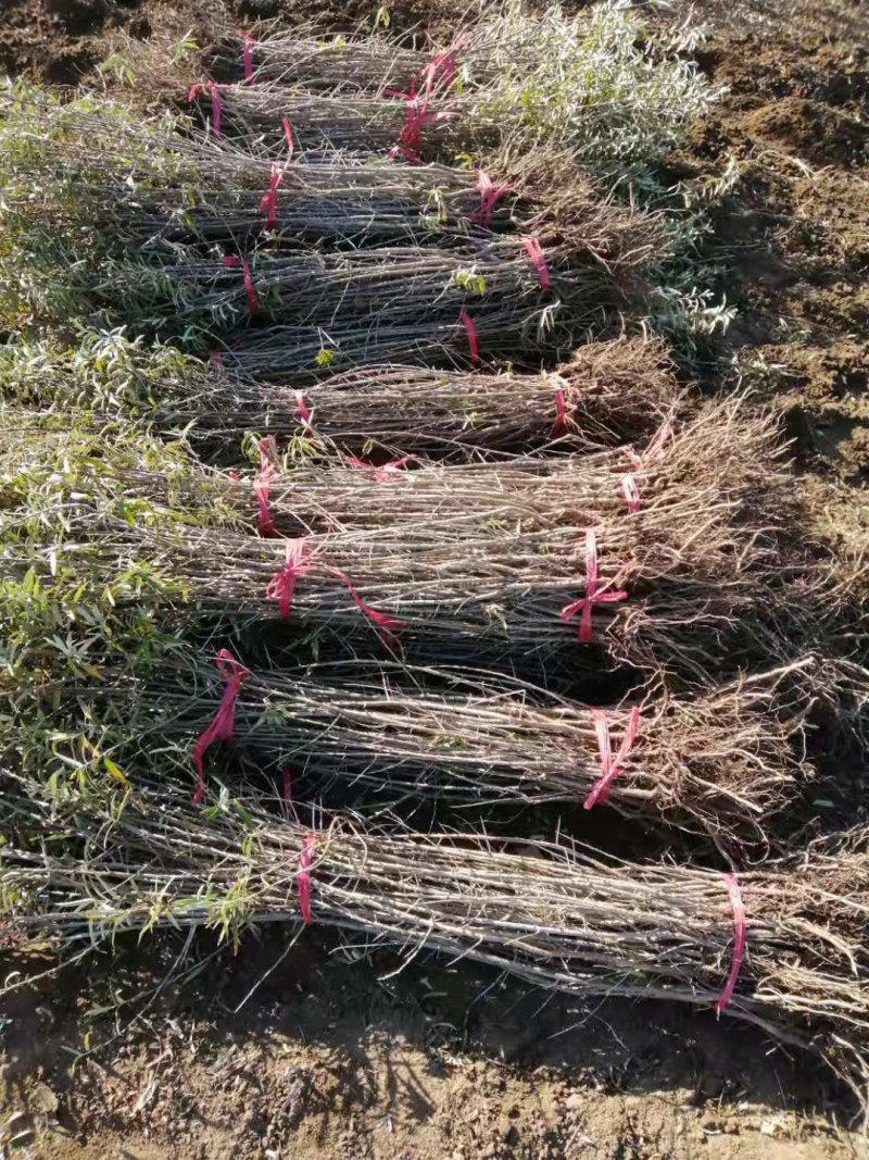 沙棘果树苗，深秋红沙棘果树苗，大果沙棘果苗