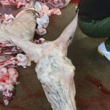 生鲜驴头新鲜干净质量好颜色好