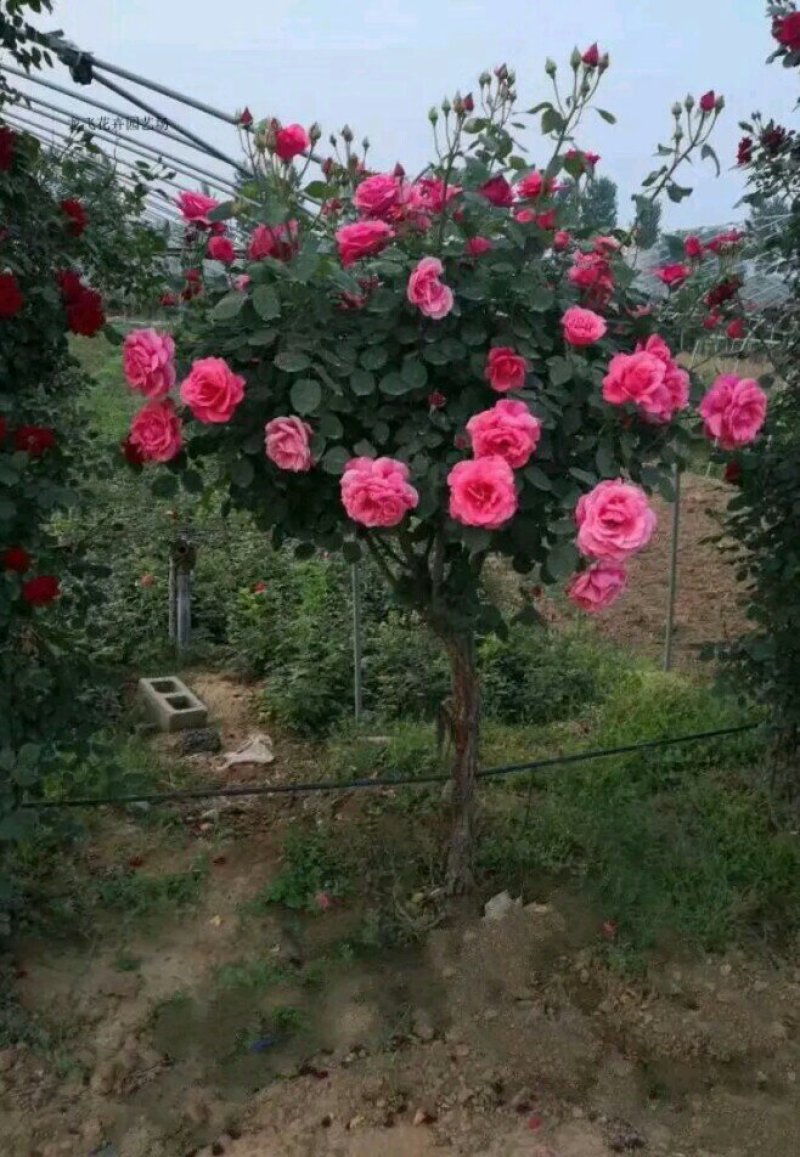 树桩月季高杆月季花苗大花四季开花棒棒糖