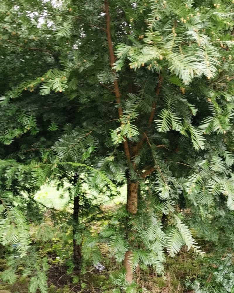 红豆杉苗木