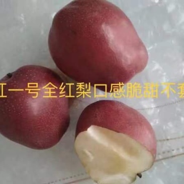 全红梨树苗～奥红1号，它的树枝，树叶，果子，全是红色。