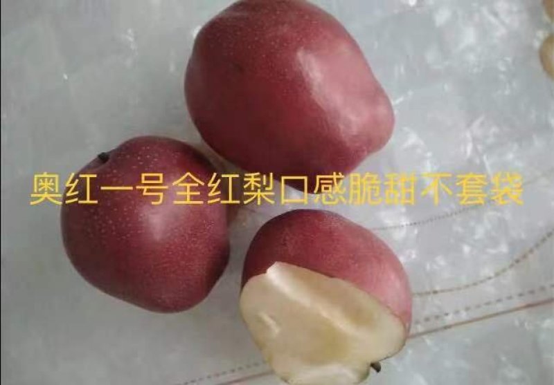 全红梨树苗～奥红1号，它的树枝，树叶，果子，全是红色。